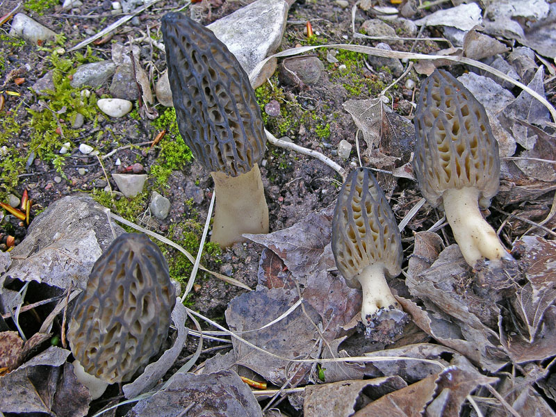 Gioved� 5 aprile Morchella sp.
